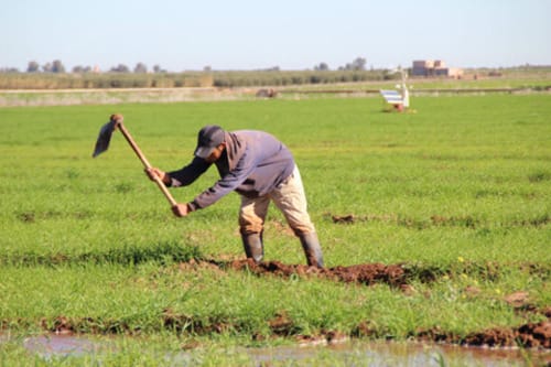 Loi sur l’agrégation dans le cadre du Plan Maroc Vert