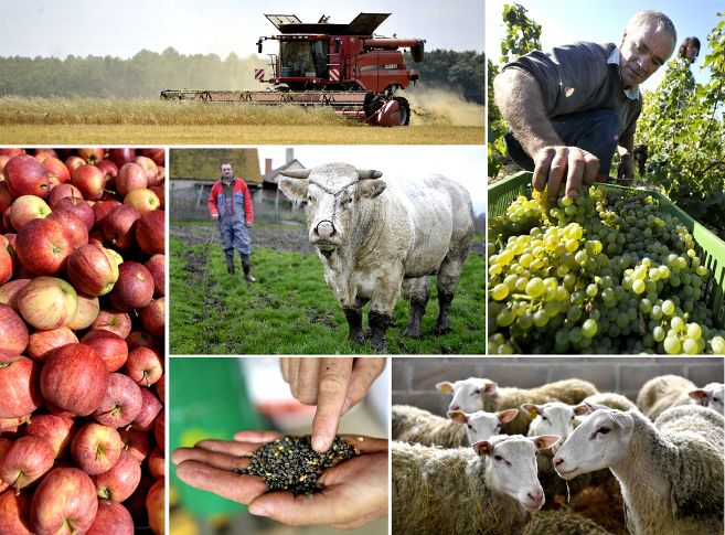 Des mesures s&rsquo;imposent face aux problèmes de la campagne agricole au Maroc