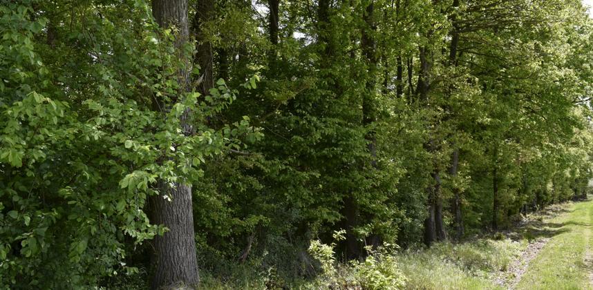Lancement du projet de dialogue technique agricole et forestier maroco-allemand