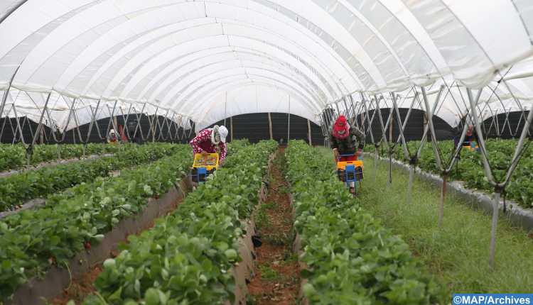 Larache : création d&rsquo;un centre régional pour les entrepreneurs en agriculture