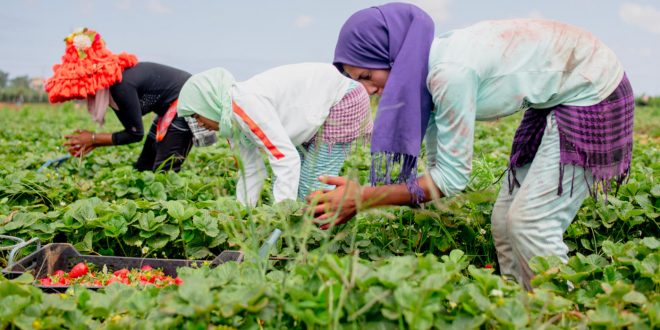 Soutien aux jeunes marocains pour une réinsertion réussie dans le secteur agricole