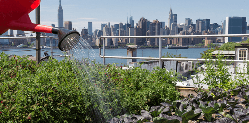 L&rsquo;agriculture urbaine: plus de social que d&rsquo;agricole?