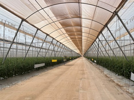 Agro Care ambitionne de cultiver 100 hectares de tomates en propre