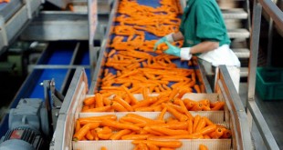 Sécurité alimentaire : Le Maroc dynamise ses industries agroalimentaires