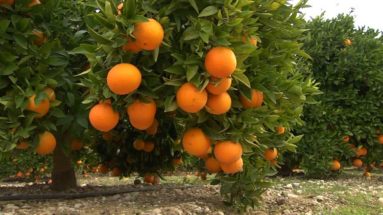 Les biostimulants dans les vergers d’agrumes