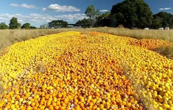 Australie : des tonnes d&rsquo;agrumes jetées en raison de la pénurie de main-d’œuvre