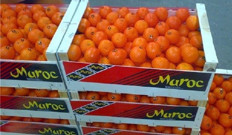 La Tunisie observe une baisse de 17% dans la production des agrumes