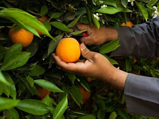Oriental : Les dernières pluies redonnent espoir aux agriculteurs