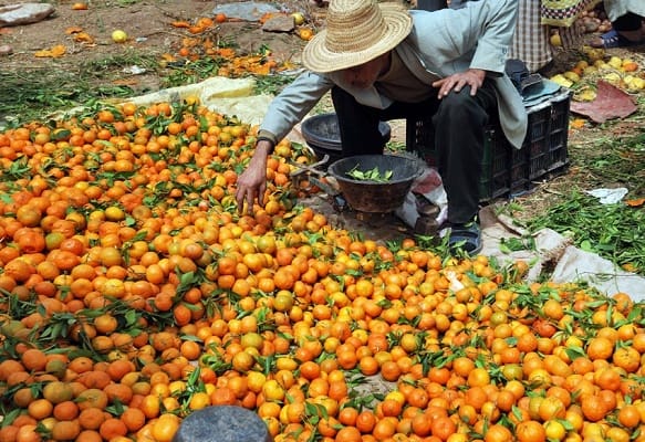 La qualité des agrumes vendus sur le marché local laisse à désirer