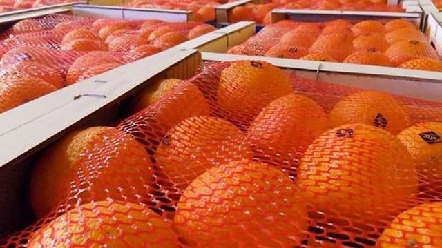 La production des céréales atteint le chiffre record de 110 millions quintaux au titre de l’actuelle campagne agricole
