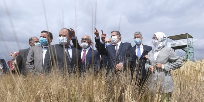 Aziz Akhannouch visite un domaine de développement de nouvelles variétés céréalières