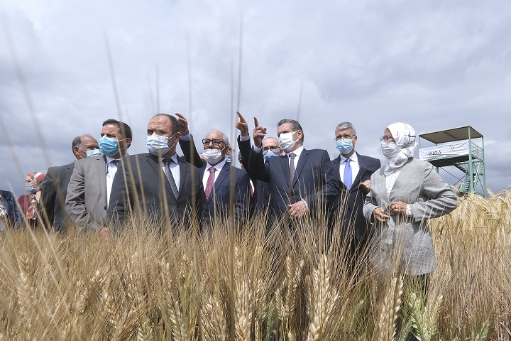 Aziz Akhannouch visite un domaine de développement de nouvelles variétés céréalières