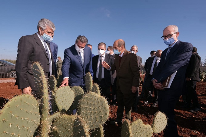 Virage décisif dans la lutte contre la cochenille ravageuse de cactus