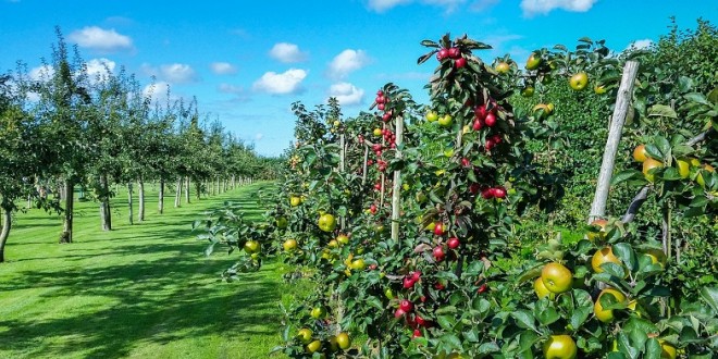 Al Hoceima: 10.000 ha additionnels d’arbres fruitiers