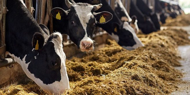 Allemagne interdit le transfert de vaches gestantes au Maroc