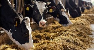 Béni Mellal-Khénifra les éleveurs reçoivent 70.000 aliments composés
