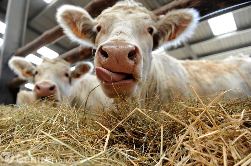 Identification bovine par le mufle !