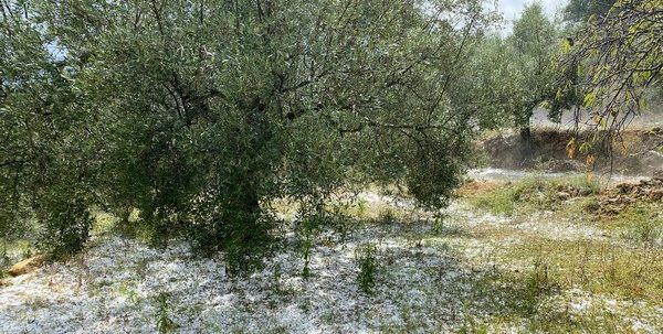 Vague de chaleur et risques d&rsquo;orages : les agriculteurs appelés à renforcer leur vigilance dans plusieurs régions du Maroc