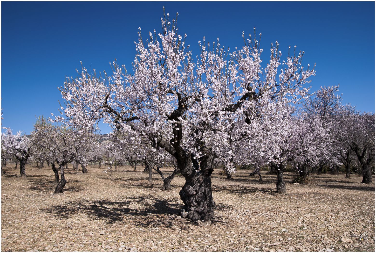Arboriculture : quelles cultures encaissent le mieux les années sèches au Maroc ?