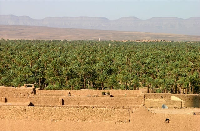 Figuig : des pluies abondantes redonnent espoir aux agriculteurs et éleveurs