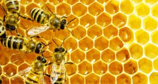 Marrakech-Safi-une-région-avec-l-apiculture-dans-ses-gènes