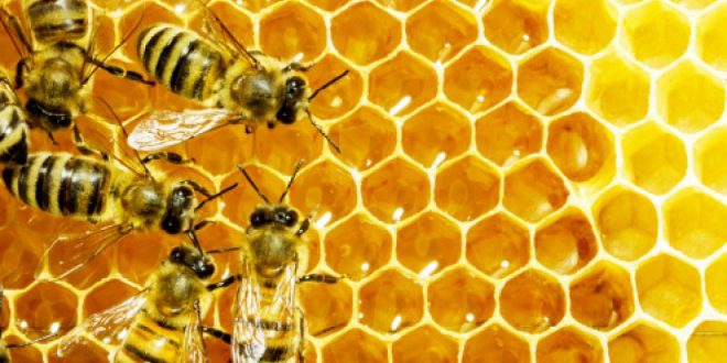 Azilal : la production de miel augmente de manière considérable