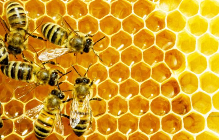 La sécheresse impacte la production du miel en 2022