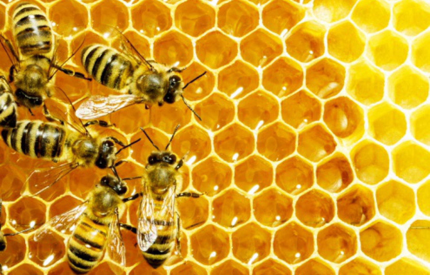 Apiculture/Al Haouz : Vers une unité de valorisation du miel