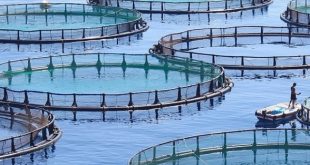 Aquaculture : La FAO et le ministère de l'agriculture pilotent un projet de 2,5 M‎$ au Maroc