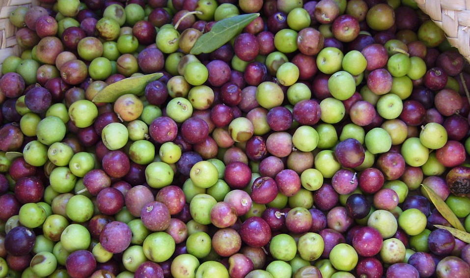 L&rsquo;oléiculture dans la région de Doukkala offre de grandes perspectives