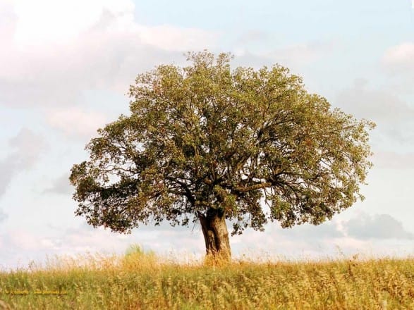 COP22: Opération de plantation de 1.000 arbres à Fès