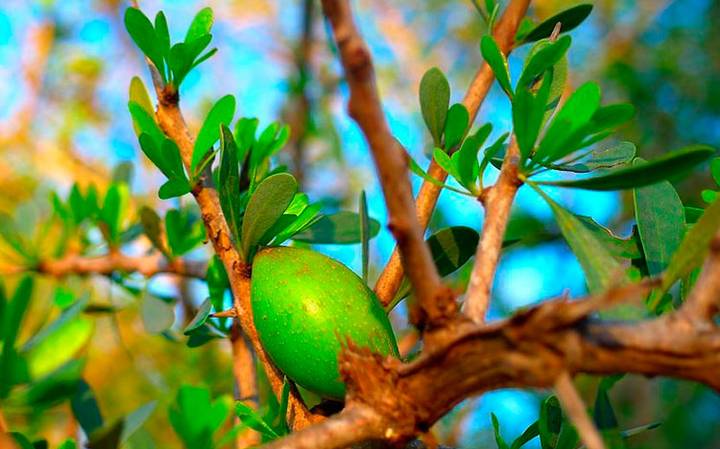 Arganier : le Maroc accélère sa transition vers une arganiculture moderne et résiliente