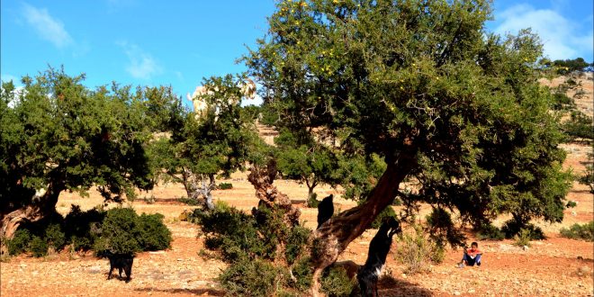 Maroc : plantation de 2.205 ha arganiers dans le cadre du projet Dared