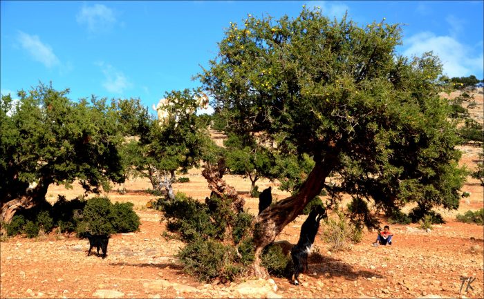 المغرب: 2.8 مليار درهم مخصصة لإعادة تأهيل مواقع أشجار الأركان