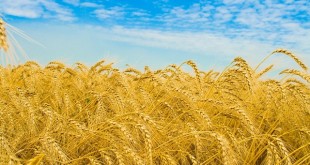 Le blé américain s'exporte avec succès