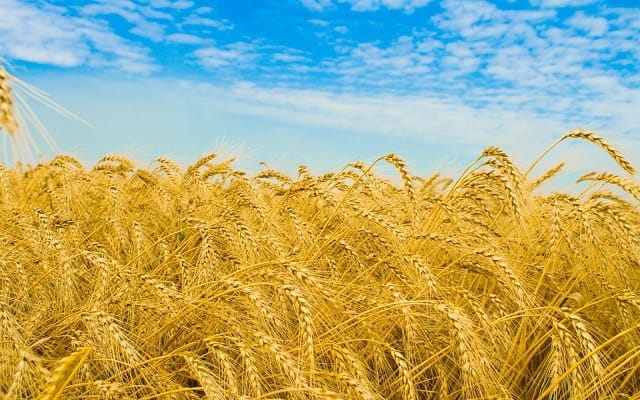 L&rsquo;assureur agricole Saham avec 6 autres concurrents