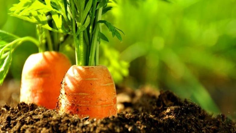 La méthode de fertilisation adaptée à la carotte au Maroc