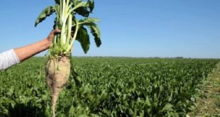 Betteraves à sucre : Un record d'un million de tonnes est attendu à Béni Mellal-Khénifra