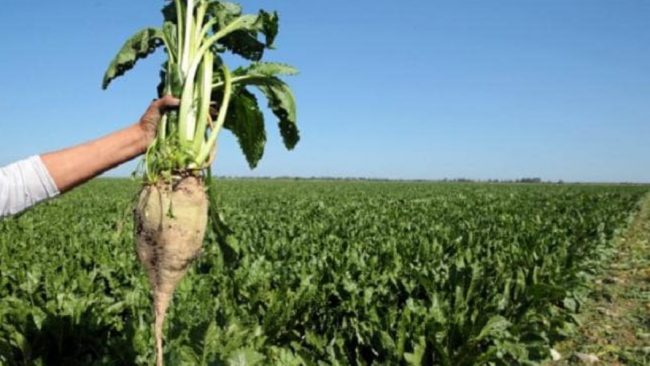 La casside de la betterave sucrière