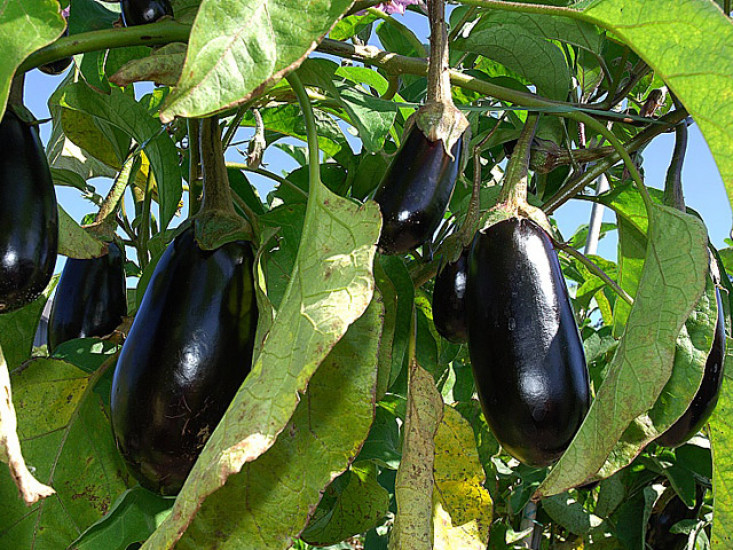 Analyse des prix des aubergines, quelle tendance pour les producteurs marocains ?