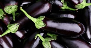 Maroc six ravageurs menacent exportations aubergines vers les USA
