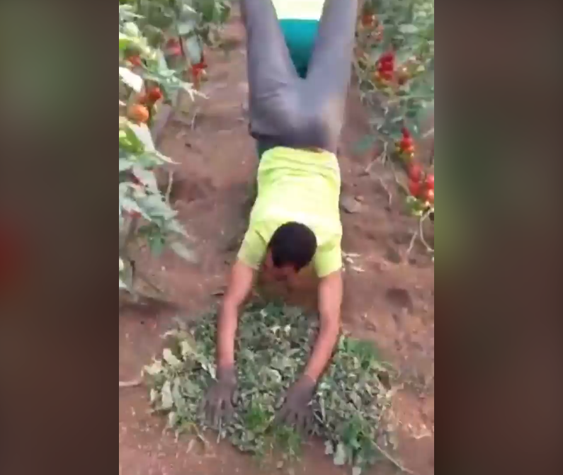 Insolite : L&rsquo;automatisation agricole a de l&rsquo;avenir !