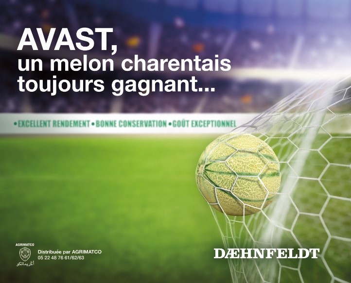 Melon Avast : Tenue et rendement en sous-serres et en plein champ