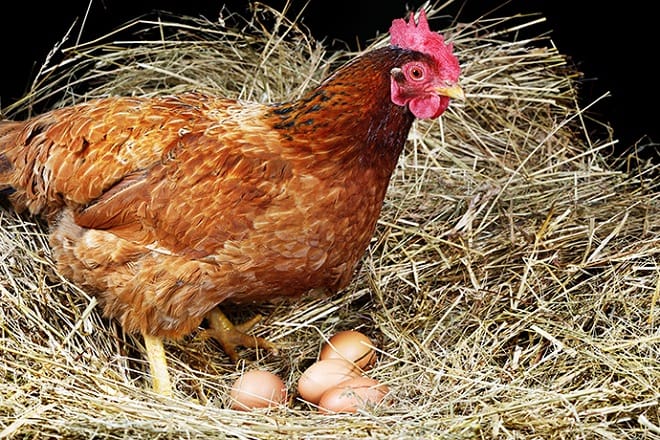 Aviculture: La Fisa réclame l’égalité fiscale