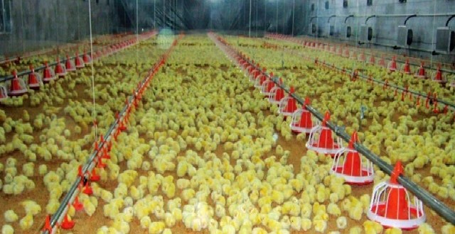 aviculture au Maroc