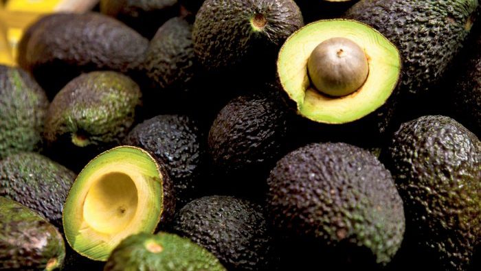 Kenya : interdiction d&rsquo;exporter des avocats en raison des récoltes immatures