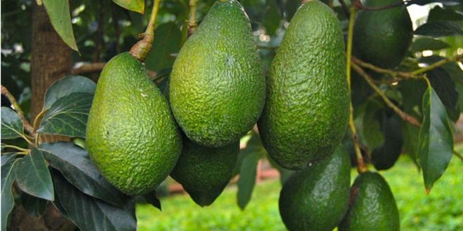 Maroc la société israélienne, Mehadrin, investit dans la filière avocat