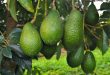 La culture de l'avocat en Afrique est promise à un bel avenir