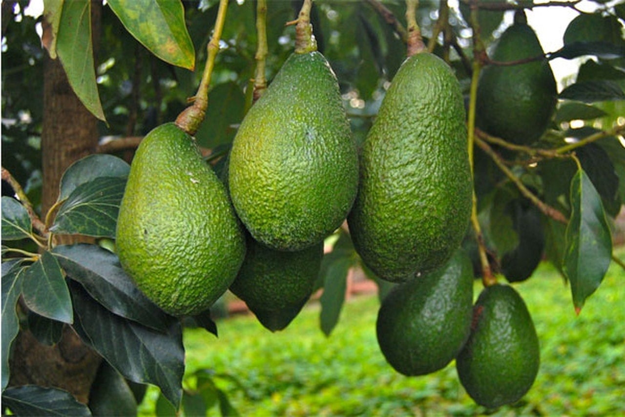 Les avocats marocains ont la cote aux Pays-Bas
