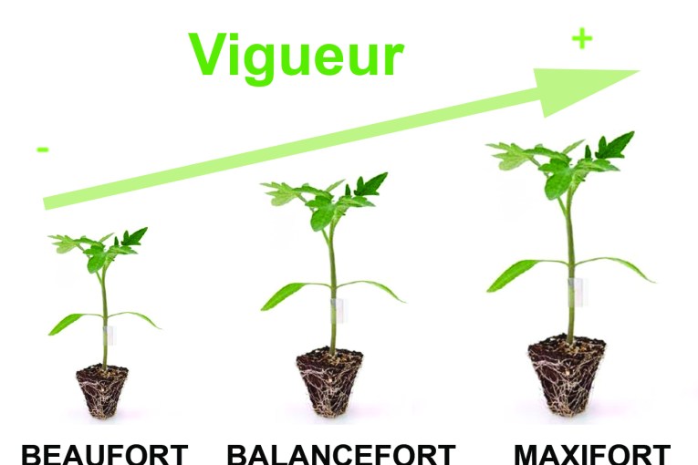 De Ruiter lance son nouveau porte-greﬀe Tomate BALANCEFORT